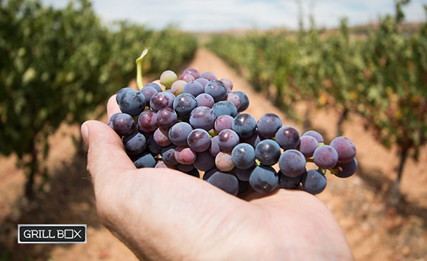 Una mano sostiene un racimo de uvas con el viñedo de fondo